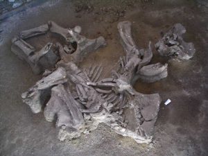 Κατάλοιπα από τον Προϊστορικό Ελέφαντα του Περδίκκα