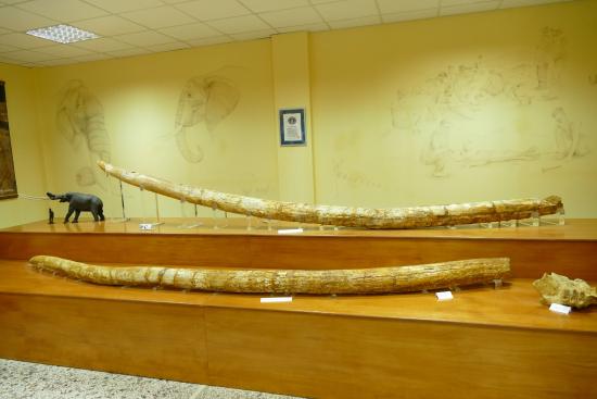 Εκθέματα από το Μουσείο Φυσικής Ιστορίας Μηλίας