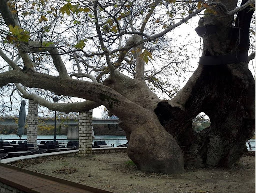 Πλάνο του ιστορικού Πλατάνου του Αλή Πασά στην Άρτα
