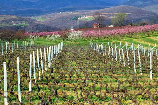 Αμπελώνες στη Νάουσα