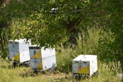 Η μελισσοκομία της Θάσου, μία ιδιαίτερη παράδοσιακη τέχνη