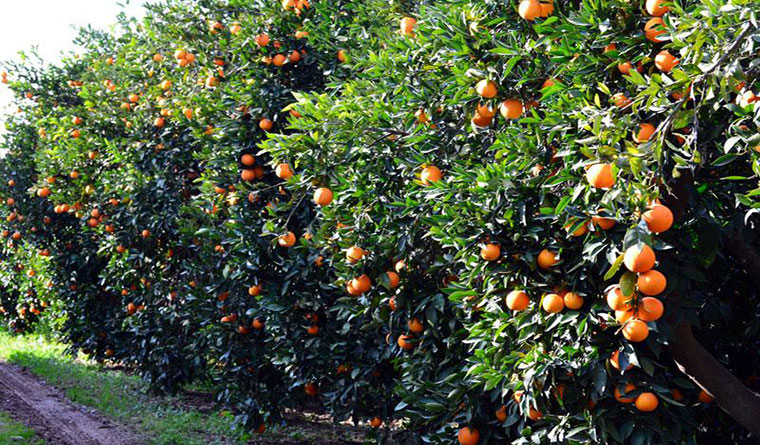 Άργος, η γη των Πορτοκαλιών