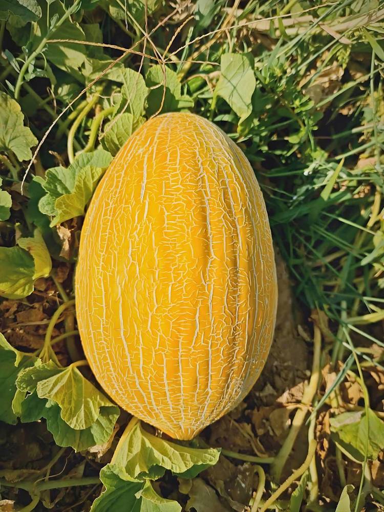 Το ξεχωριστό και μοναδικό Αργείτικο Πεπόνι