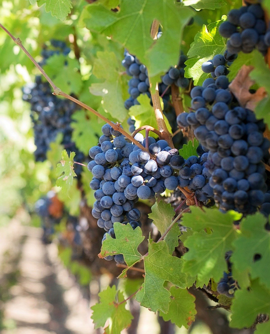 Μαύρο Μεσενικόλα Ροζέ από τους αμπελώνες της Καρδίτσας