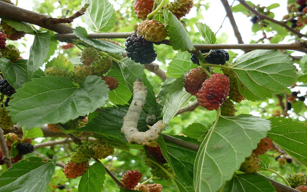 Οι Καλαματιανές μουριές σε άνθηση