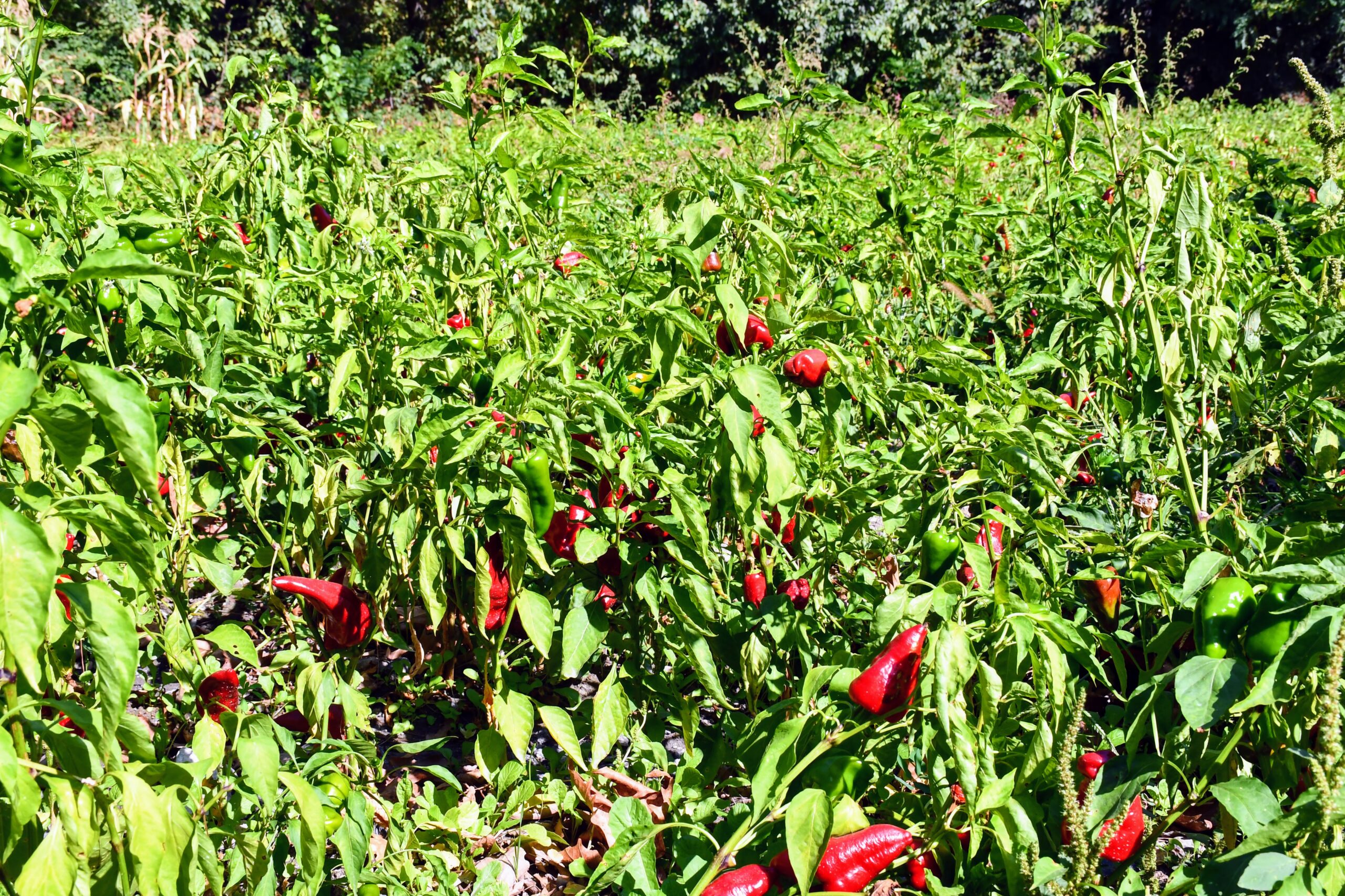 Απεικόνιση της καλλιέργεια της περίφημης «Καρατζοβίτικης» Πιπεριάς