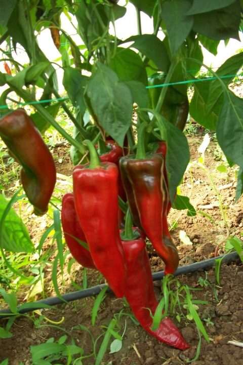 Καλλιέργεια της Πιπεριάς Φλωρίνης, ένα ιδιαίτερο και μοναδικό προϊόν