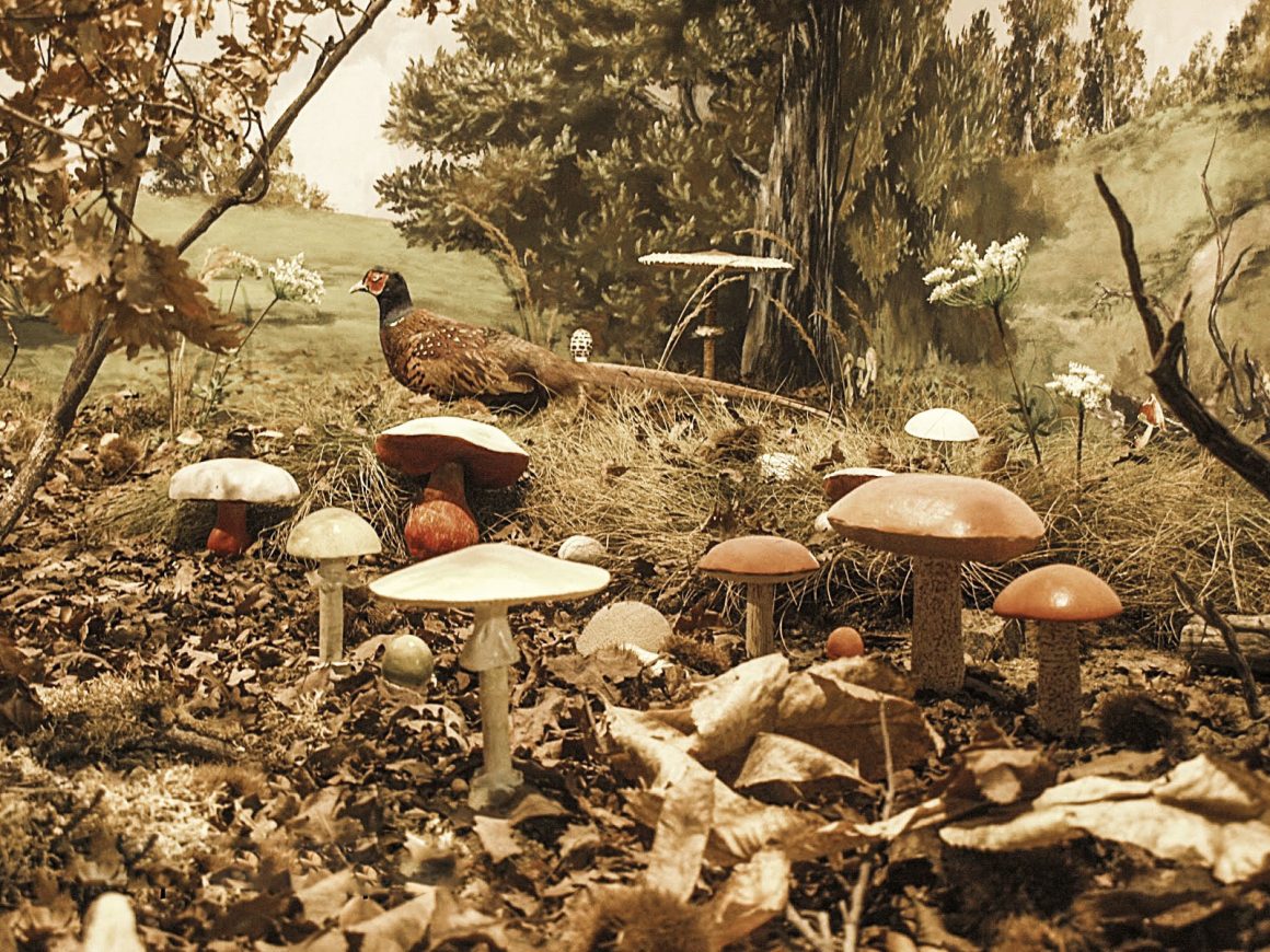 Η ιστορία του κορυφαίου προϊόντος της Καλαμπάκας από το Μουσείο Μανιταριού