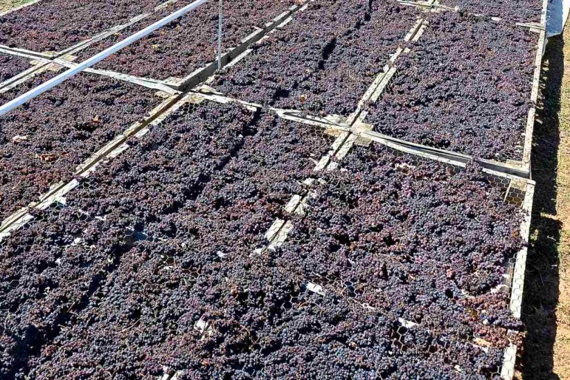 Σταφίδα, το προϊόν σήμα κατατεθέν για την ιστορία της Ηλείας