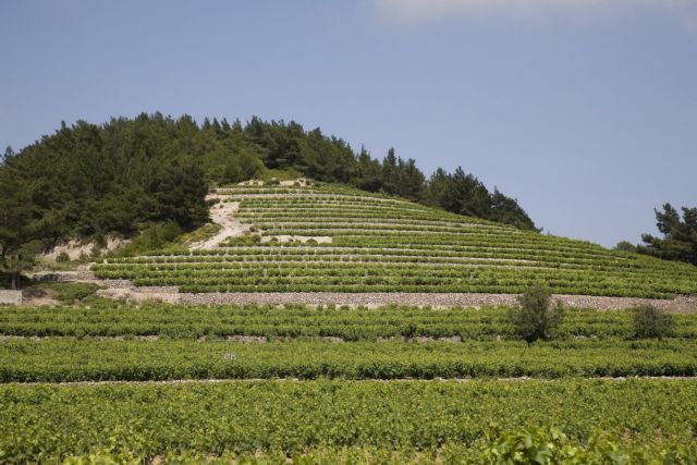 Οι αμπελώνες της Σάμου, τόπος καλλιέργειας του γνήσιου Κρασίου της