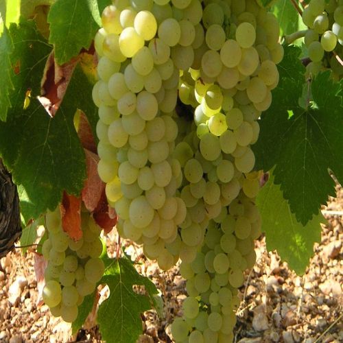 Ρόμπολα, η ΠΟΠ ποικιλία Οίνου της Καφαλονιάς