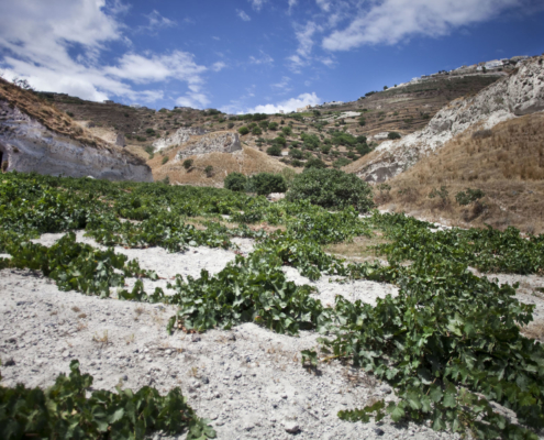Εικόνα από την καλλιέργεια της ξεχωριστής ζακυνθινής ποικιλίας Βερντέα
