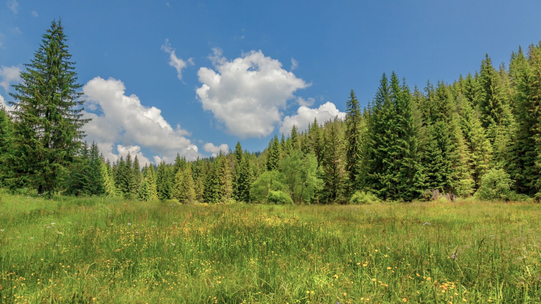 Δάσος των Ελατιών ή «Καραντερέ», τόπος πρασίνου στα Βουνά της Δράμας