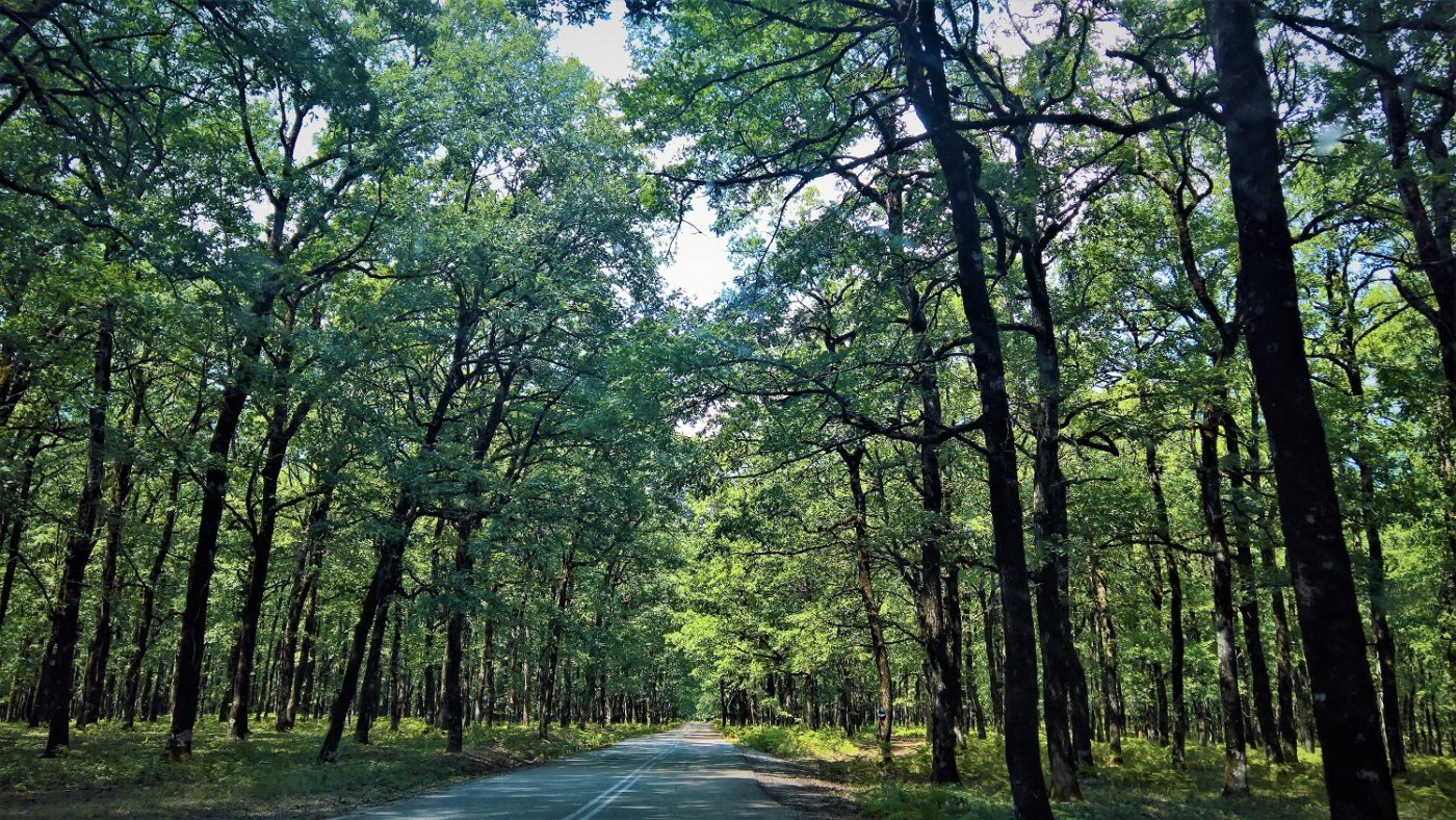 Ένα σπάνιο δρυοδάσος στο οροπέδιο της Φολόης